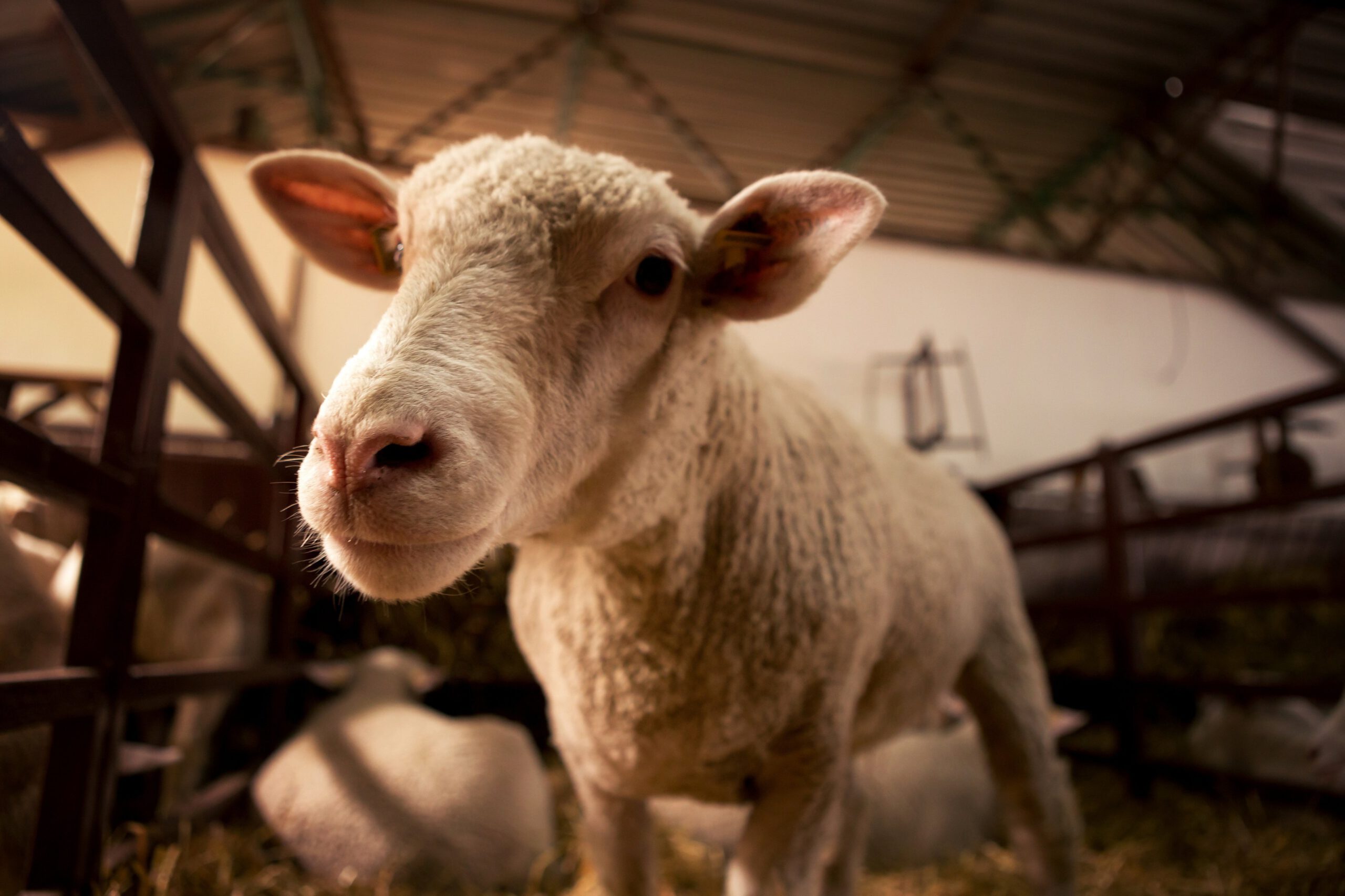 borevina-sheep-4432232